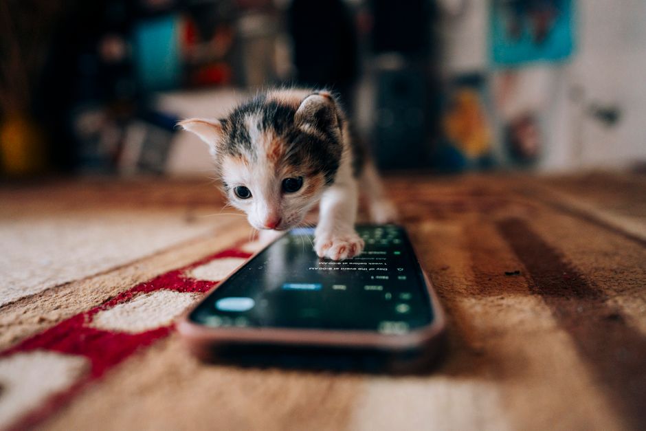 How Do I Use ASPCA or Local Low-Cost Spay/Neuter Services?