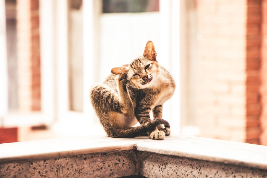 Is My Dog's Itching Caused by Food or Environmental Allergies?
