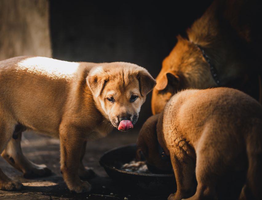 Buy a Local Puppy Safely: Verify Sellers and Avoid Scams