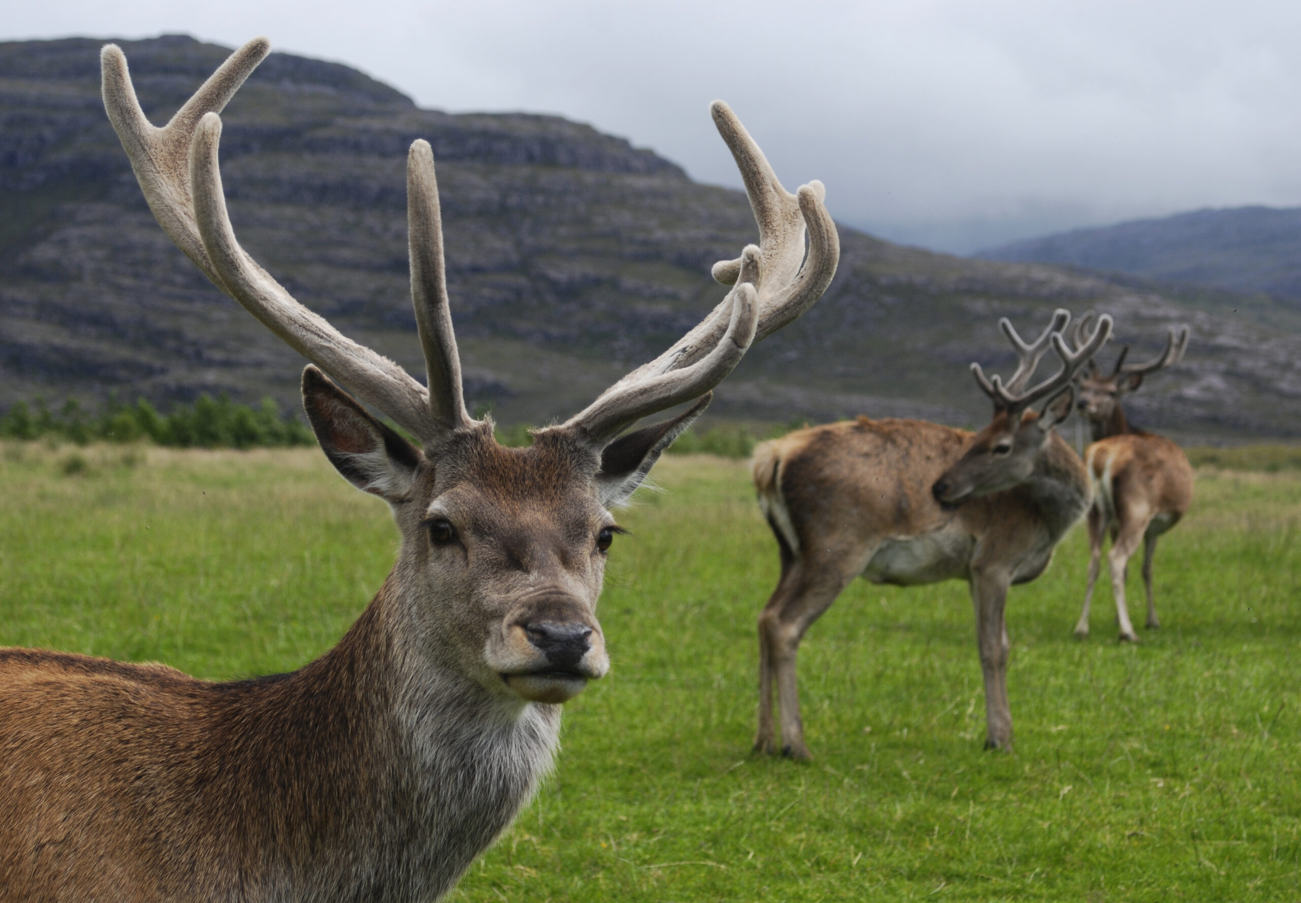 Stag Vixen Lifestyle: Understanding This Alternative Relationship Dynamic
